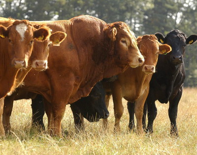 Bonitarea, clasarea si autorizarea reproducatorilor masculi utilizati la monta naturala autorizata