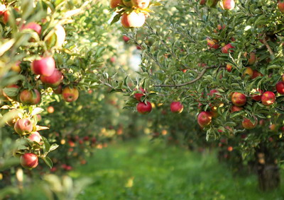 Recomandari Bayer in pomicultura