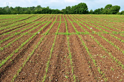 Cultivarea Sorgului | fertilizarea si erbicidarea culturii de sorg