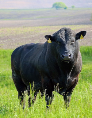 ferma de bovine Aberdeen Angus