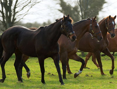 Premiera in Romania: Conservarea prin congelare a materialului seminal de armasar