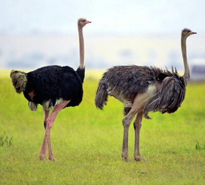 Incubatia si cresterea strutilor