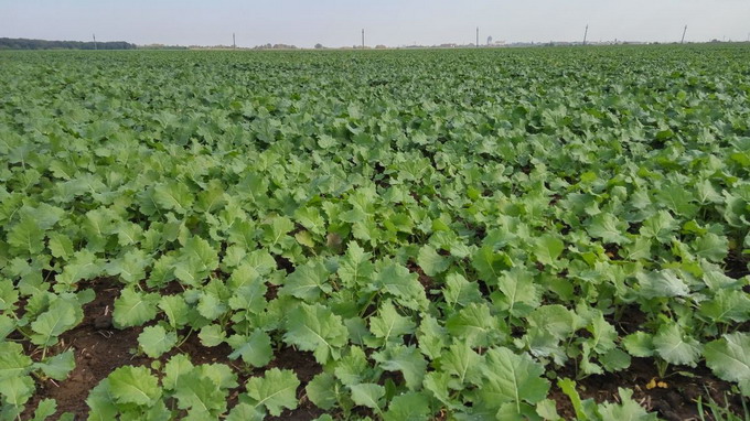 Rapita erbicidare postemergenta