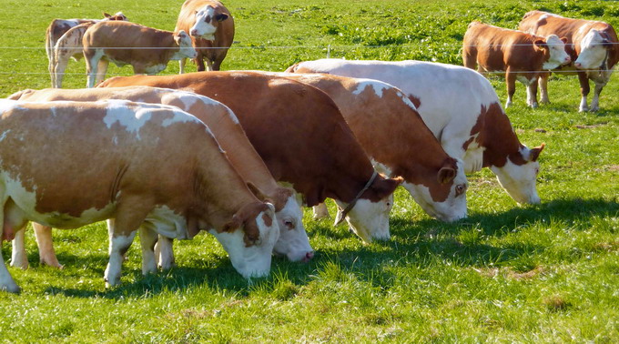 Rasele de vaci - Rasa Baltata Romaneasca