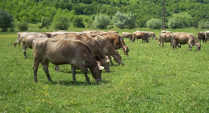 Rasele de vaci - Rasa Bruna