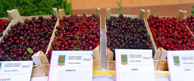 Sarbatoarea Ciresului de la Istrita - soiuri de cirese
