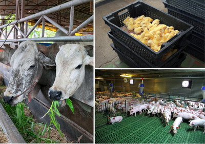 Solutiile SMART, calea spre agricultura de precizie in fermele zootehnice