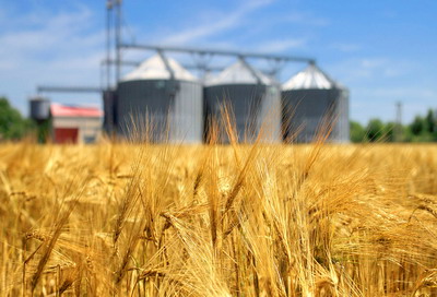 Stocurile de cereale raman abundente, previziunile privind productia de cereale la nivel mondial indica cresteri