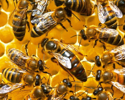 Viata familiei de albine in cursul anului