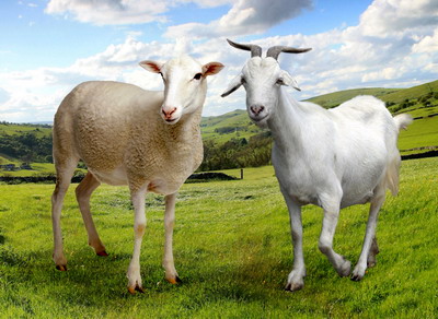 COP si RG: Aspecte pe care crescatorii de ovine si caprine trebuie sa le cunoasca