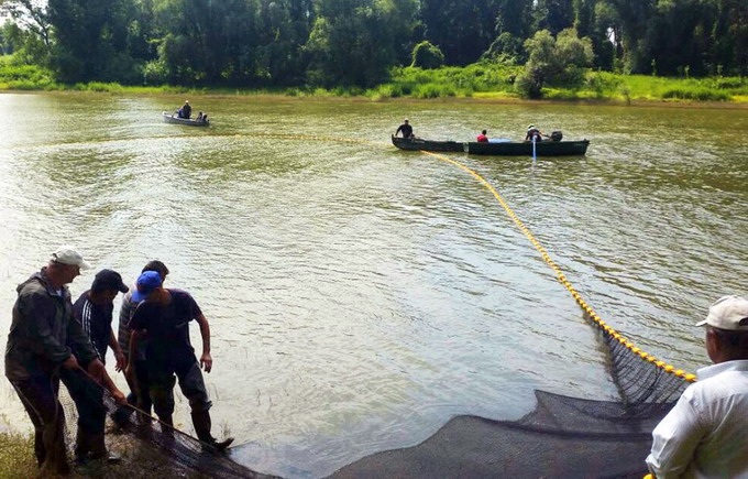 Bratul Ara al Dunarii repopulare cu puiet de peste