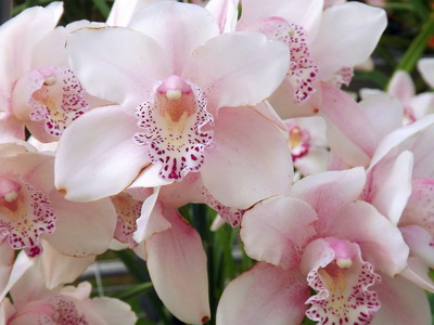 Cercetatorii coreeni ofera suport pentru implementarea tehnologiei culturii orhideelor in Romania