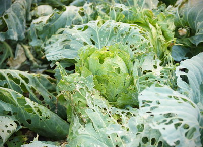 Combaterea daunatorilor la crucifere (varza, conopida, gulii)