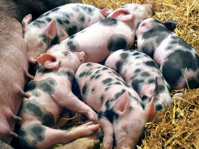 Hipoglicemia purceilor