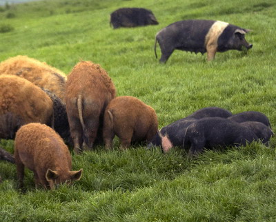Modificari in legislatia programului pentru rasele Bazna si Mangalita
