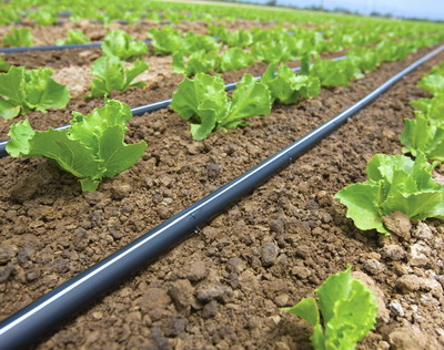 Beneficiile irigarii prin picurare pentru legumele cultivate in camp