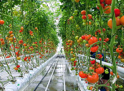 Prima sera hidroponica din judetul Bihor – Proiect finantat prin PNDR