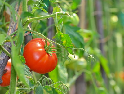 Tratamente de vara pentru combaterea daunatorilor in legumicultura