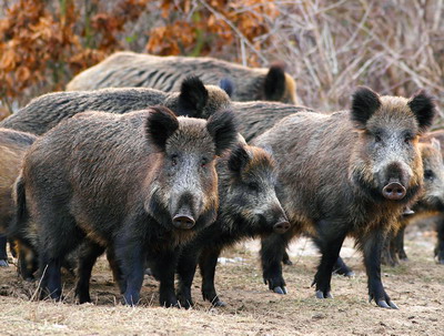 Recompense pentru vanatorii si cetatenii implicati in actiunile de prevenire si control al pestei porcine africane