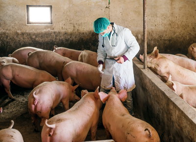 Au fost stinse primele focare de Pesta Porcina Africana