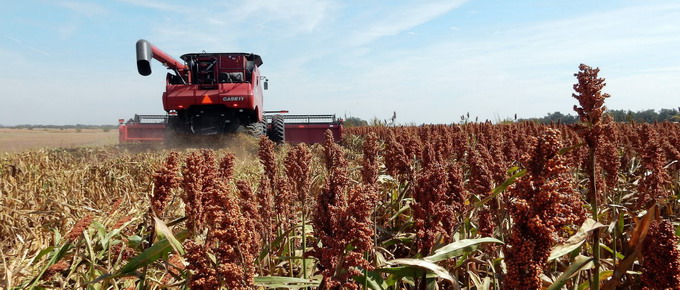 Cum obtinem o recolta reusita de sorg boabe