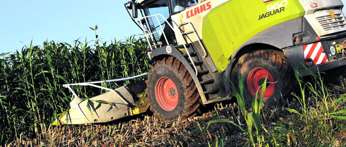 Cum obtinem o recolta reusita de sorg furajer