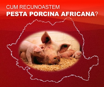 Cum se recunoaste Pesta Porcina Africana - PPA