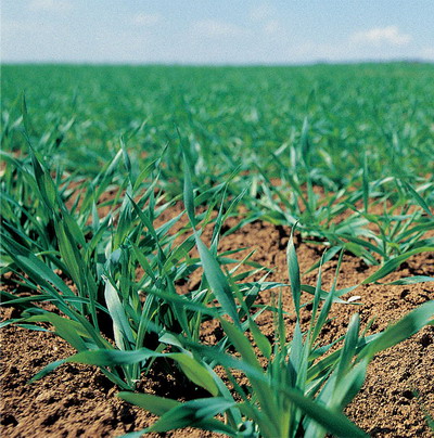 Asigura protectia cerealelor inca de la semanat cu noul fungicid Systiva 333 FS