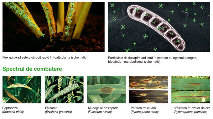 Fungicidul Systiva 333 FS - Fluxapiroxad spectru combatere