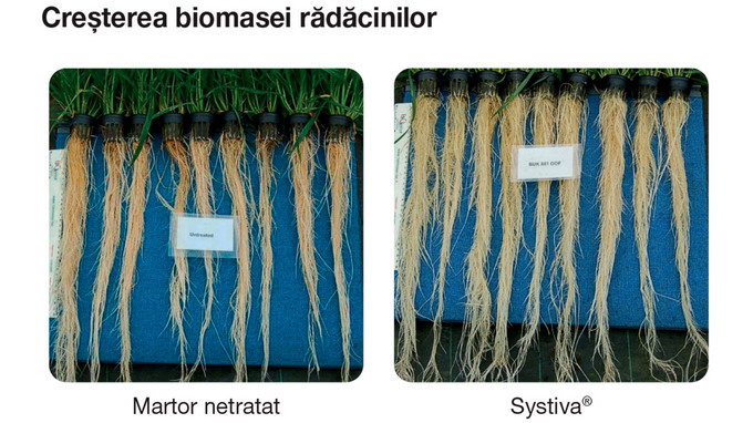 Fungicidul Systiva 333 FS - cresterea-biomasei-radacinilor