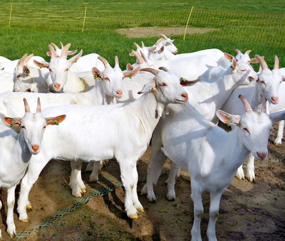 Reproductia la capre si maturitatea sexuala a caprinelor