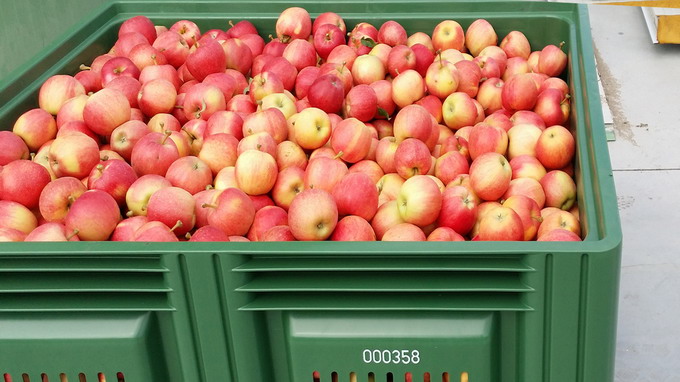 Boxpaletii din plastic perforati