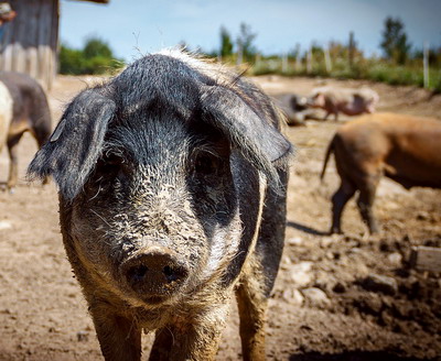 Monta la scroafe | Pregatirea, hranirea, aparitia caldurilor si monta propriu-zisa