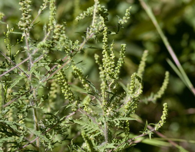 Ambrozia | Noi masuri privind combaterea acestei buruieni