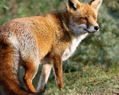 Lupta impotriva Rabiei (turbarii) | Masuri de prevenire si combatere