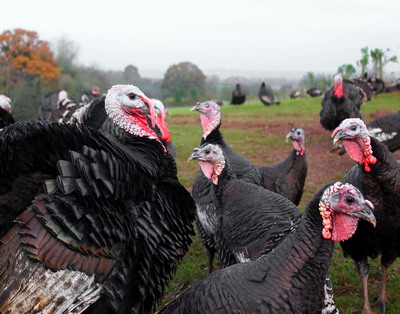 Selectia si Ameliorarea Curcilor