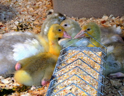 Cresterea tineretului de gasca pentru reproductie