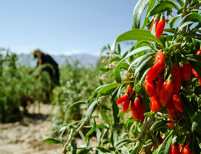 Cultura de goji: infiintarea si intretinerea plantatiei