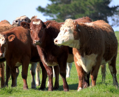 Ingrasarea taurinelor adulte reformate