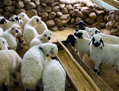 Creste interesul pentru oi! Alatura-te SheepNet, retea UE prin care cresteti productia si profitul ovinelor