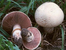 Agaricus Bisporus