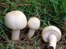 Agaricus arvensis