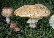 Agaricus augustus
