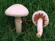 Agaricus campestris