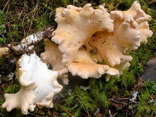 Albatrellus confluens