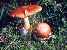 Amanita caesarea