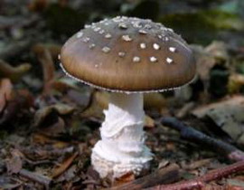 Amanita panterina