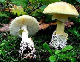 Amanita phalloides
