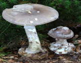 Amanita porphyria
