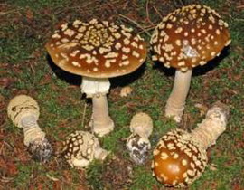 Amanita regalis